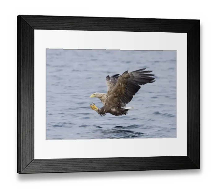 Framed Print : White-tailed Eagle (Haliaeetus albicilla) adult, in flight, swooping for fish, Norway, july Framed Print : White-tailed Eagle (Haliaeetus albicilla) adult, in flight, swooping for fish, Norway, july