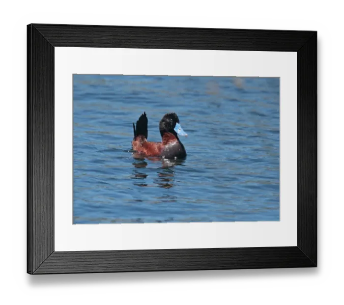 Framed Print : Andean Ruddy Duck (Oxyura jamaicensis ferruginea) adult male, swimming, Villa Pehuenia, Neuquen, Argentina, december Framed Print : Andean Ruddy Duck (Oxyura jamaicensis ferruginea) adult male, swimming, Villa Pehuenia, Neuquen, Argentina, december
