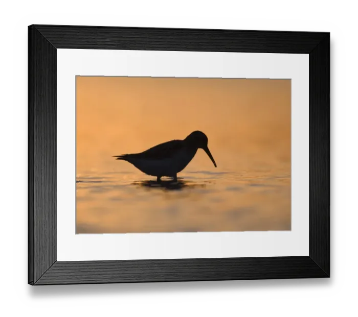 Framed Print : Dunlin (Calidris alpina) adult, wading, silhouetted at dusk, Snettisham, Norfolk, England, september Framed Print : Dunlin (Calidris alpina) adult, wading, silhouetted at dusk, Snettisham, Norfolk, England, september