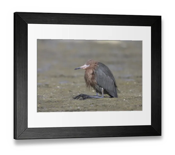 Framed Print : Reddish Egret (Egretta rufescens) adult, resting with legs folded, Estero Lagoon, Florida, U. S. A Framed Print : Reddish Egret (Egretta rufescens) adult, resting with legs folded, Estero Lagoon, Florida, U. S. A