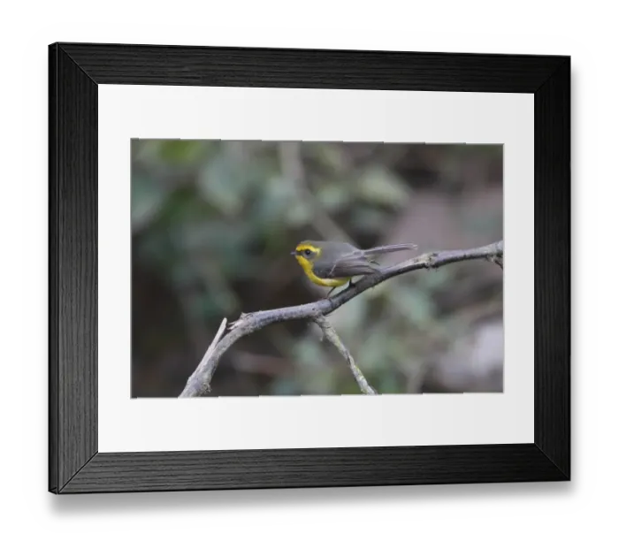 Framed Print : Yellow-bellied Fantail (Rhipidura hypoxantha) adult, perched on twig, Corbett N. P. Uttarakhand, India, february Framed Print : Yellow-bellied Fantail (Rhipidura hypoxantha) adult, perched on twig, Corbett N. P. Uttarakhand, India, february