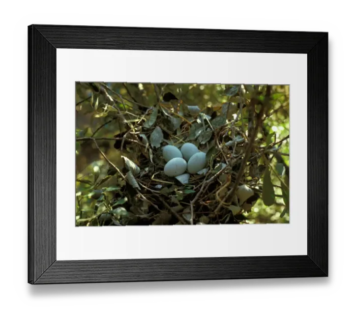Framed Print : Little Egret (Egretta garzetta) Nest with four eggs Framed Print : Little Egret (Egretta garzetta) Nest with four eggs
