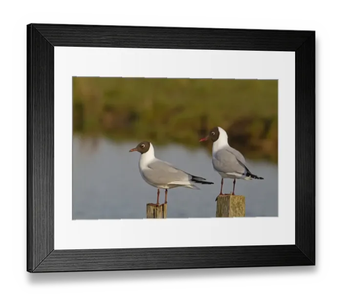 Framed Print : Black-headed Gull (Larus ridibundus) two adults, summer plumage, standing on posts beside water, Norfolk, England, march Framed Print : Black-headed Gull (Larus ridibundus) two adults, summer plumage, standing on posts beside water, Norfolk, England, march