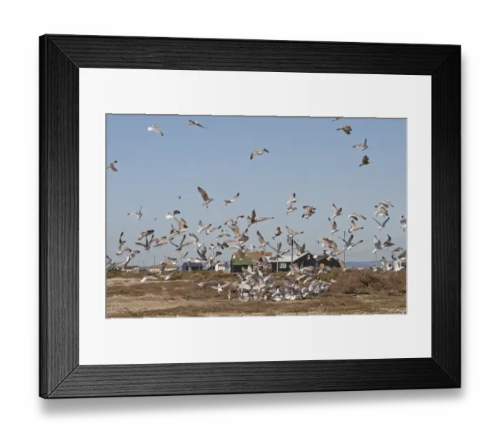 Framed Print : Herring Gull (Larus argentatus) adults and immatures, flock in feeding frenzy, Dungeness, Kent, England Framed Print : Herring Gull (Larus argentatus) adults and immatures, flock in feeding frenzy, Dungeness, Kent, England
