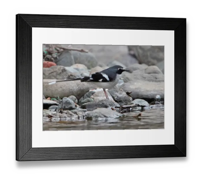 Framed Print : Slaty-backed Forktail (Enicurus schistaceus) adult, standing on stone at edge of water, Sattal, Uttarakhand, India, february Framed Print : Slaty-backed Forktail (Enicurus schistaceus) adult, standing on stone at edge of water, Sattal, Uttarakhand, India, february