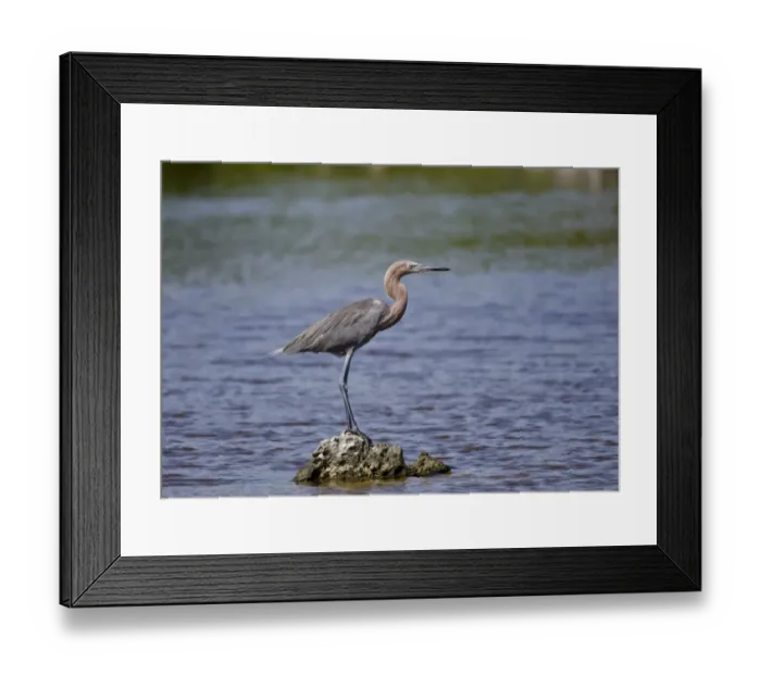 Framed Print : Reddish Egret (Egretta rufescens) dark morph, adult, standing on rock in water, Bonaire, Leeward Antilles, Lesser Antilles, Caribbean
