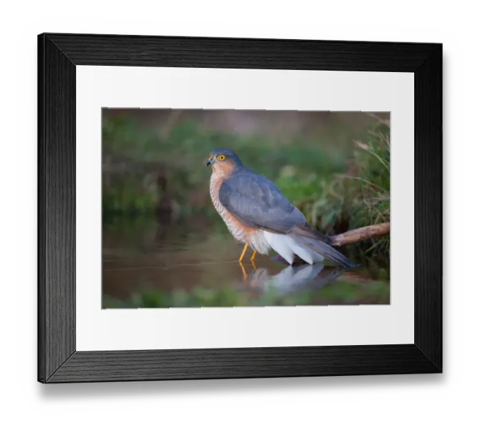Framed Print : Eurasian Sparrowhawk (Accipiter nisus) adult male, bathing, in oak woodland, Norfolk, England, december Framed Print : Eurasian Sparrowhawk (Accipiter nisus) adult male, bathing, in oak woodland, Norfolk, England, december