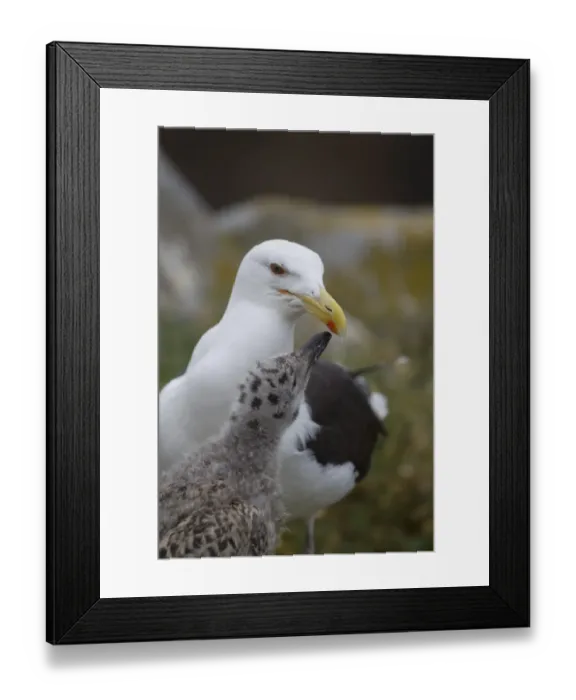 Framed Print : Great Black-backed Gull (Larus marinus) adult with chick, begging for food, pecking at beak spot, Saltee Islands, Ireland, july Framed Print : Great Black-backed Gull (Larus marinus) adult with chick, begging for food, pecking at beak spot, Saltee Islands, Ireland, july