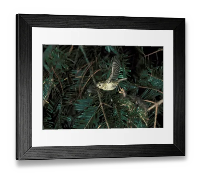 Framed Print : Goldcrest (Regulus regulus) adult, in flight, leaving nest, England
