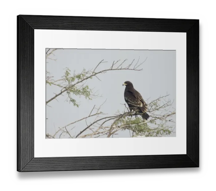 Framed Print : Greater Spotted Eagle (Aquila clanga) juvenile, perched on branches in tree, Keoladeo Ghana N. P. (Bharatpur), Rajasthan, India Framed Print : Greater Spotted Eagle (Aquila clanga) juvenile, perched on branches in tree, Keoladeo Ghana N. P. (Bharatpur), Rajasthan, India