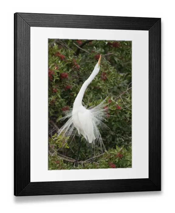 Framed Print : Great Egret (Casmerodius albus) adult, breeding plumage, displaying in tree, Venice Rookery, Florida, U. S. A Framed Print : Great Egret (Casmerodius albus) adult, breeding plumage, displaying in tree, Venice Rookery, Florida, U. S. A