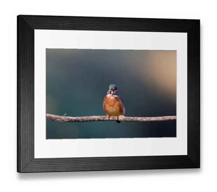 Framed Print : Common Kingfisher (Alcedo atthis) juvenile female, regurgitating pellet, perched on branch, Suffolk, England, september