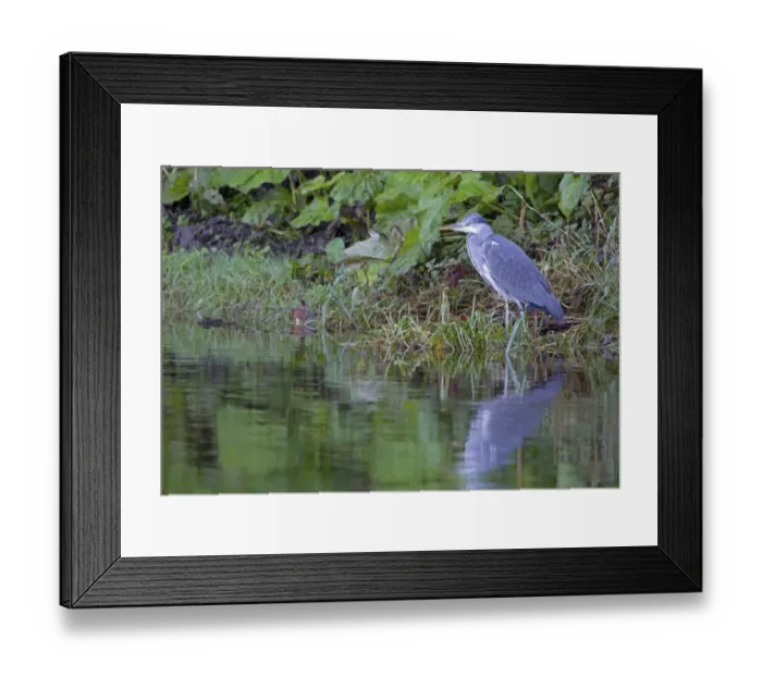 Framed Print : Grey Heron (Ardea cinerea) juvenile, standing at edge of river, River Whiteadder, Berwickshire, Scottish Borders, Scotland, october