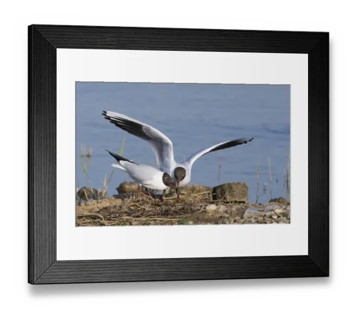 Framed Print : Black-headed Gull (Larus ridibundus) adult pair, summer plumage, standing at nest on scrape, Minsmere RSPB Reserve, Suffolk, England, may Framed Print : Black-headed Gull (Larus ridibundus) adult pair, summer plumage, standing at nest on scrape, Minsmere RSPB Reserve, Suffolk, England, may