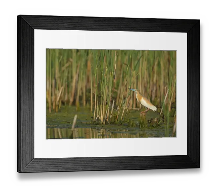 Framed Print : Squacco Heron (Ardeola ralloides) adult, summer plumage, standing on stump in wetland, Tulcea, Danube Delta, Dobrogea, Romania, may Framed Print : Squacco Heron (Ardeola ralloides) adult, summer plumage, standing on stump in wetland, Tulcea, Danube Delta, Dobrogea, Romania, may