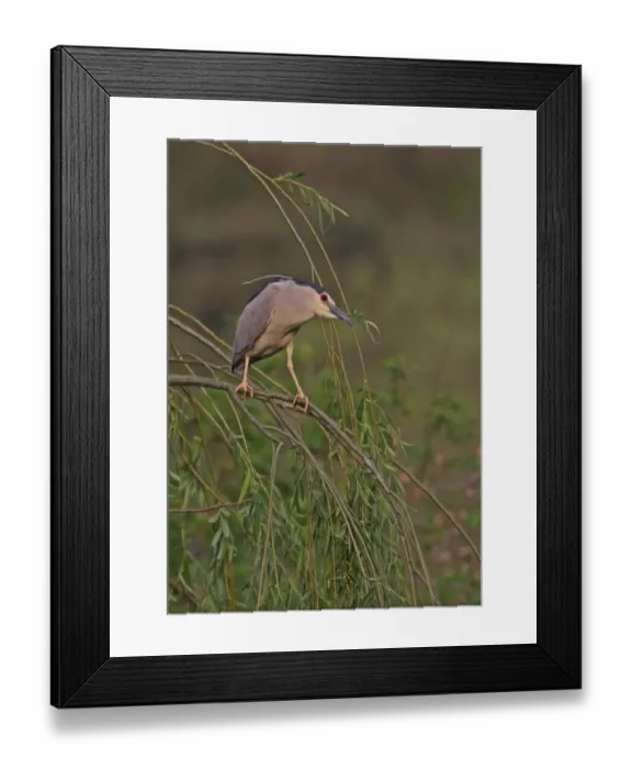 Framed Print : Black-crowned Night-heron (Nycticorax nyctocorax) adult, perched on weeping willow branch, Beijing, China, may Framed Print : Black-crowned Night-heron (Nycticorax nyctocorax) adult, perched on weeping willow branch, Beijing, China, may