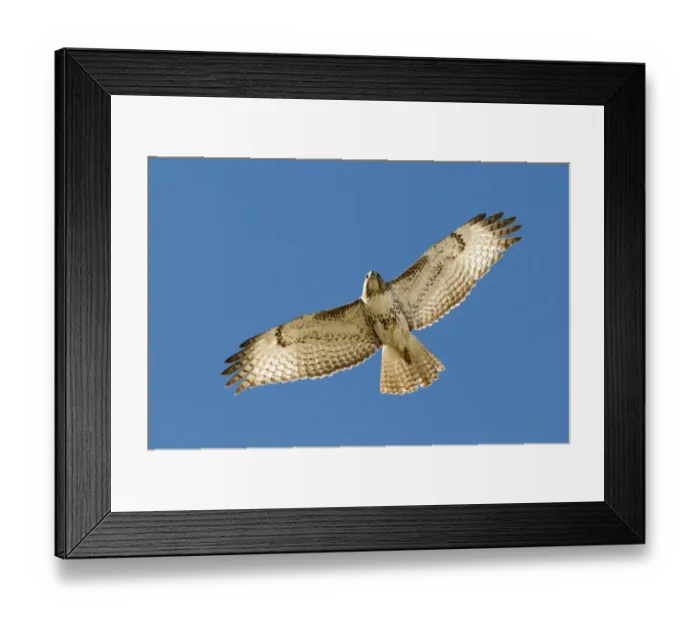 Framed Print : Red-tailed Hawk (Buteo jamaicensis) juvenile, in flight, New Mexico, U. S. A. january
