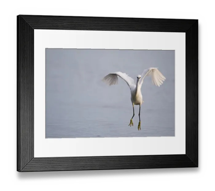 Framed Print : Little Egret (Egretta garzetta) adult, in flight, landing in water, Norfolk, England, july Framed Print : Little Egret (Egretta garzetta) adult, in flight, landing in water, Norfolk, England, july