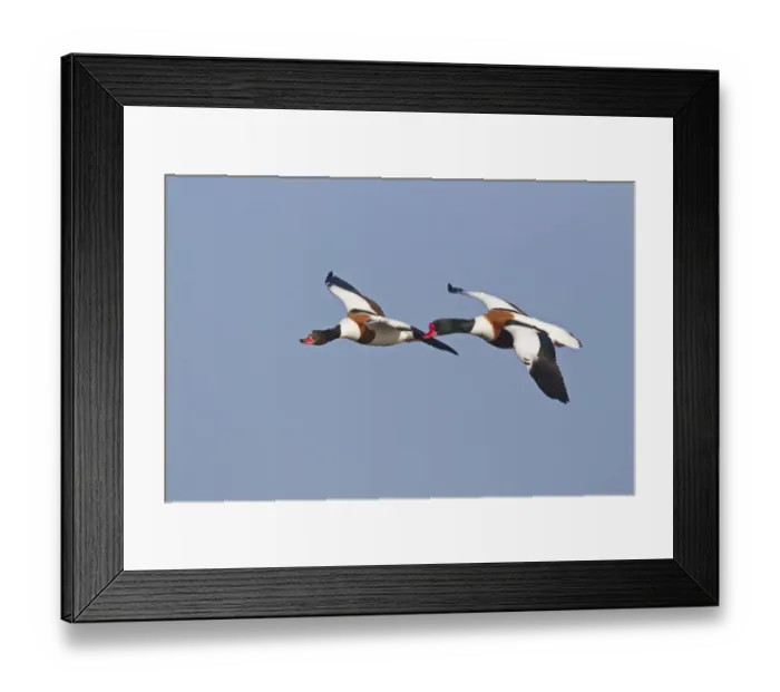 Framed Print : Common Shelduck (Tadorna tadorna) adult pair, in flight, Slimbridge, Gloucestershire, England, february
