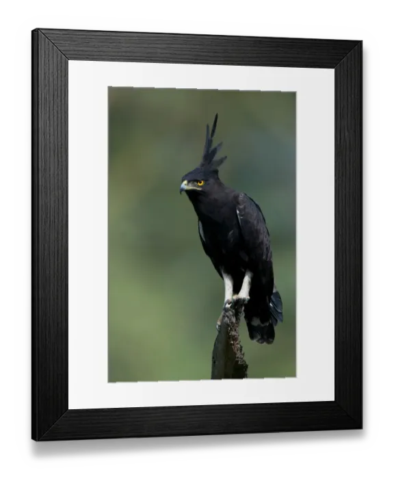 Framed Print : Long-crested Eagle (Lophaetus occipitalis) adult, perched on stump, Nakuru, Kenya Framed Print : Long-crested Eagle (Lophaetus occipitalis) adult, perched on stump, Nakuru, Kenya
