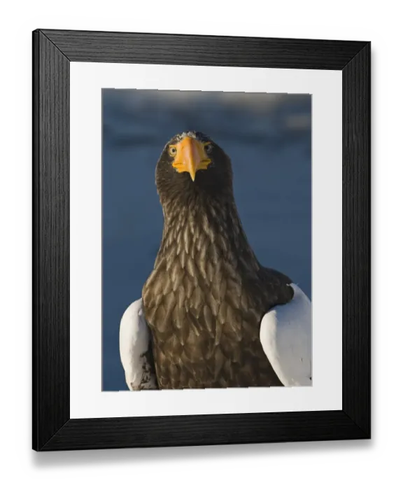 Framed Print : Steller's Sea-eagle (Haliaeetus pelagicus) adult, close-up of head, standing on sea ice, Nemuro Channel, off Rausu, Shiretoko Peninsula, Hokkaido, Japan, winter