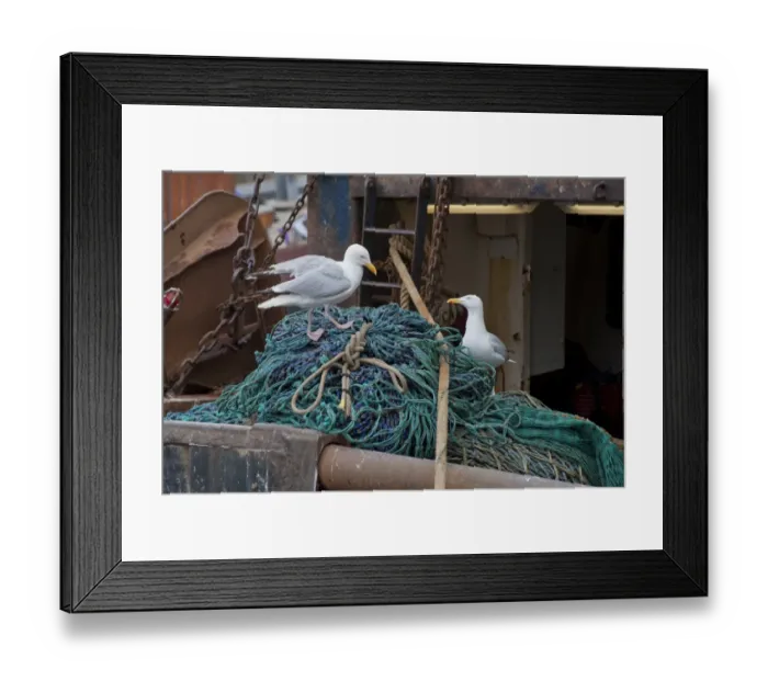 Framed Print : Herring Gull (Larus argentatus) two adults, summer plumage, foraging on fishing nets in harbour, Eyemouth, Berwickshire, Scottish Borders, Scotland, july