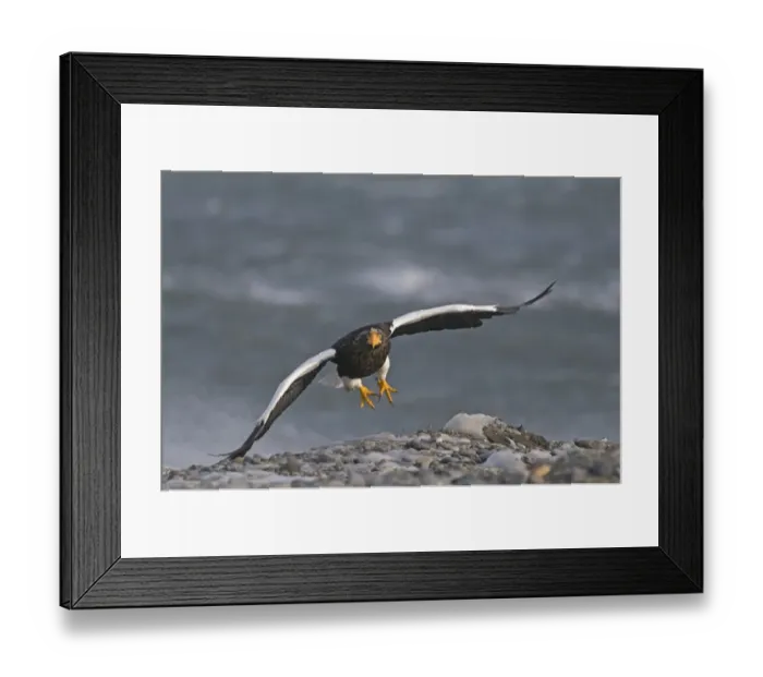 Framed Print : Steller's Sea-eagle (Haliaeetus pelagicus) adult, in flight, taking off from beach, Shiretoko Peninsula, Hokkaido, Japan, winter