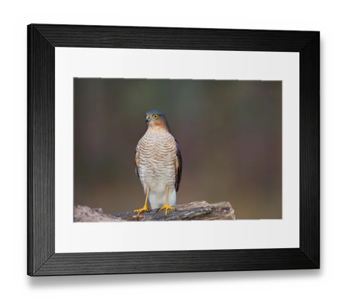 Framed Print : Eurasian Sparrowhawk (Accipiter nisus) adult male, perched on log in oak woodland, Norfolk, England, december Framed Print : Eurasian Sparrowhawk (Accipiter nisus) adult male, perched on log in oak woodland, Norfolk, England, december