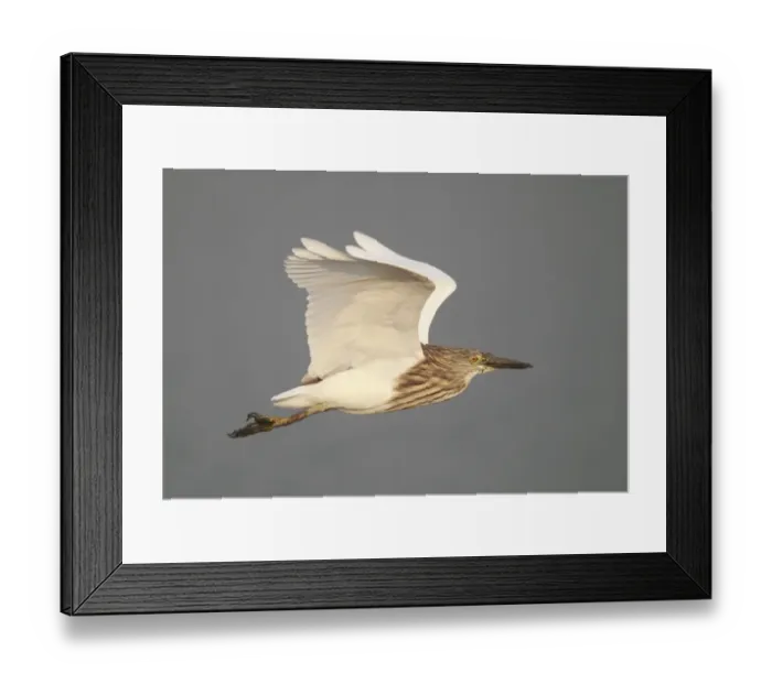 Framed Print : Chinese Pond-heron (Ardeola bacchus) adult, winter plumage, in flight, Hong Kong, China, november Framed Print : Chinese Pond-heron (Ardeola bacchus) adult, winter plumage, in flight, Hong Kong, China, november