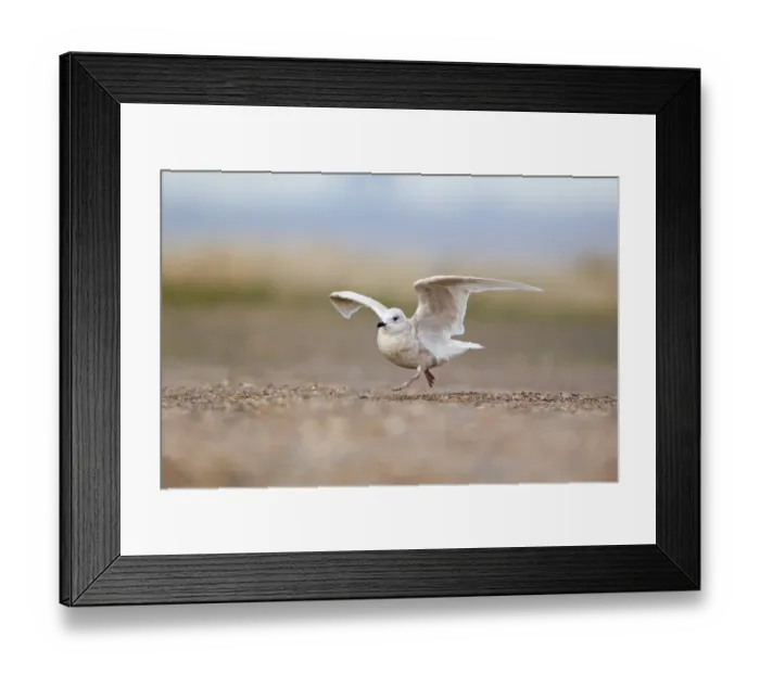 Framed Print : Iceland Gull (Larus glaucoides) immature, first winter plumage, running into wind to take off, Suffolk, England, february Framed Print : Iceland Gull (Larus glaucoides) immature, first winter plumage, running into wind to take off, Suffolk, England, february