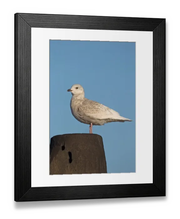 Framed Print : Iceland Gull (Larus glaucoides) juvenile, standing on post, Lowestoft, Suffolk, England, january Framed Print : Iceland Gull (Larus glaucoides) juvenile, standing on post, Lowestoft, Suffolk, England, january