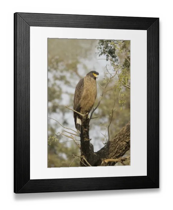 Framed Print : Crested Serpent-eagle (Spilornis cheela) adult, perched on branch, Keoladeo Ghana N. P. (Bharatpur), Rajasthan, India Framed Print : Crested Serpent-eagle (Spilornis cheela) adult, perched on branch, Keoladeo Ghana N. P. (Bharatpur), Rajasthan, India