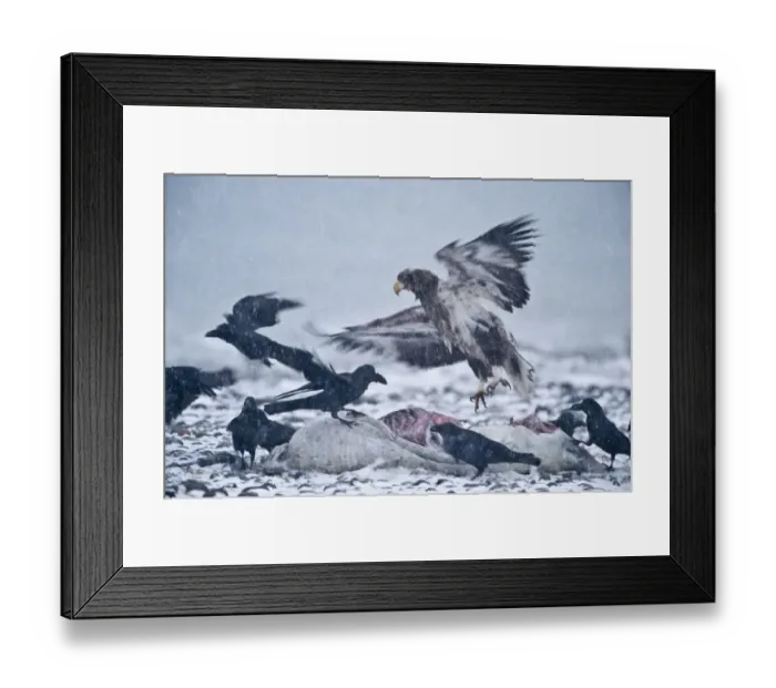 Framed Print : Steller's Sea-eagle (Haliaeetus pelagicus) immature, with Jungle Crow (Corvus macrorhynchos) and Carrion Crow (Corvus corone) flock, feeding at dead seal carcass in snowfall, Nemuro Channel, Hokkaido, Japan, winter