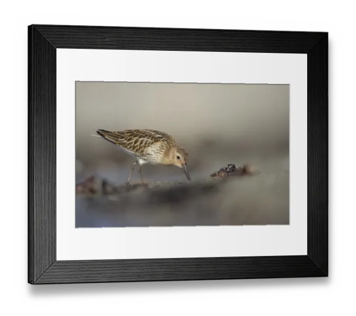 Framed Print : Dunlin (Calidris alpina) immature, foraging along tideline on beach in evening, Shetland Islands, Scotland, september Framed Print : Dunlin (Calidris alpina) immature, foraging along tideline on beach in evening, Shetland Islands, Scotland, september