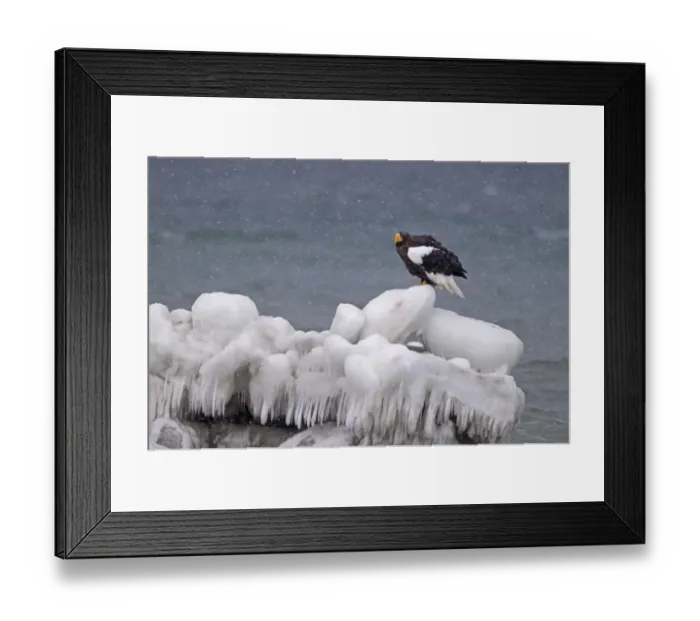 Framed Print : Steller's Sea-eagle (Haliaeetus pelagicus) adult, standing on sea ice in snowfall, Shiretoko Peninsula, Hokkaido, Japan, winter Framed Print : Steller's Sea-eagle (Haliaeetus pelagicus) adult, standing on sea ice in snowfall, Shiretoko Peninsula, Hokkaido, Japan, winter