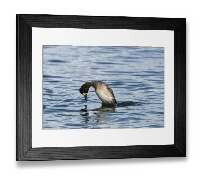 Framed Print : Greater Scaup (Aythya marila) adult female, diving sequence (two of four), Hokkaido, Japan, winter