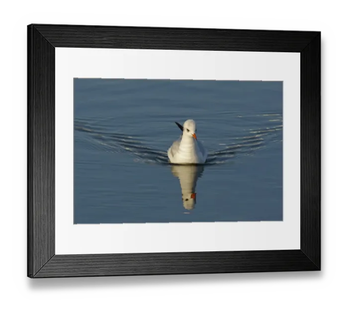 Framed Print : Black-headed Gull (Larus ridibundus) adult, winter plumage, swimming with ripples and reflection, Widewater Lagoon, Lancing, West Sussex, England, january Framed Print : Black-headed Gull (Larus ridibundus) adult, winter plumage, swimming with ripples and reflection, Widewater Lagoon, Lancing, West Sussex, England, january