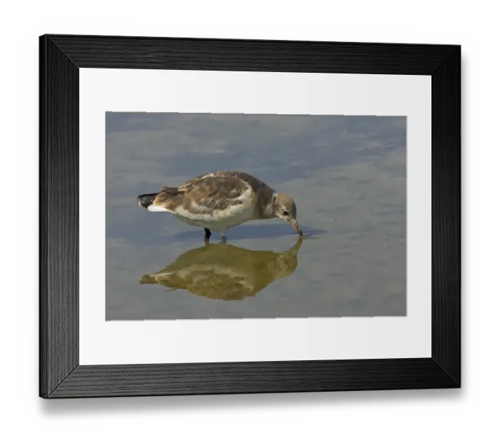Framed Print : Black-headed Gull (Larus ridibundus) immature, drinking, standing in shallow water with reflection, Minsmere RSPB Reserve, Suffolk, England Framed Print : Black-headed Gull (Larus ridibundus) immature, drinking, standing in shallow water with reflection, Minsmere RSPB Reserve, Suffolk, England