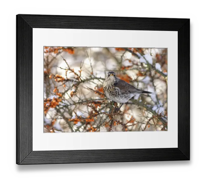 Framed Print : Fieldfare (Turdus pilaris) adult, feeding on Sea Buckthorn (Hippophae rhamnoides) berries, Yorkshire, England, january Framed Print : Fieldfare (Turdus pilaris) adult, feeding on Sea Buckthorn (Hippophae rhamnoides) berries, Yorkshire, England, january