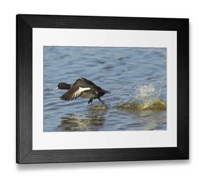 Framed Print : Tufted Duck (Aythya fuligula) adult male, taking off from water, Minsmere RSPB Reserve, Suffolk, England, may Framed Print : Tufted Duck (Aythya fuligula) adult male, taking off from water, Minsmere RSPB Reserve, Suffolk, England, may