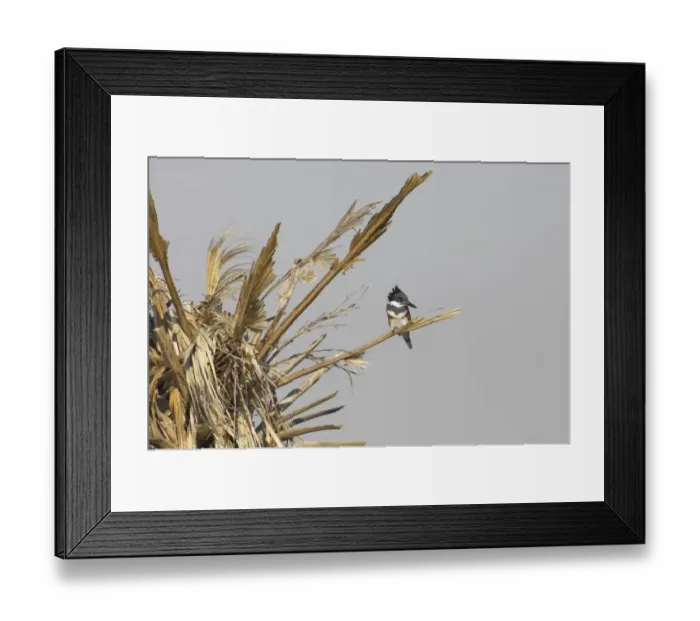 Framed Print : Belted Kingfisher (Megaceryle alcyon) adult female, perched in palm tree, Viera Wetlands, Florida, U. S. A Framed Print : Belted Kingfisher (Megaceryle alcyon) adult female, perched in palm tree, Viera Wetlands, Florida, U. S. A