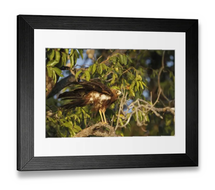 Framed Print : African Harrier-hawk (Polyboroides typus) immature, with feathers ruffled, perched on branch, Gambia, january Framed Print : African Harrier-hawk (Polyboroides typus) immature, with feathers ruffled, perched on branch, Gambia, january