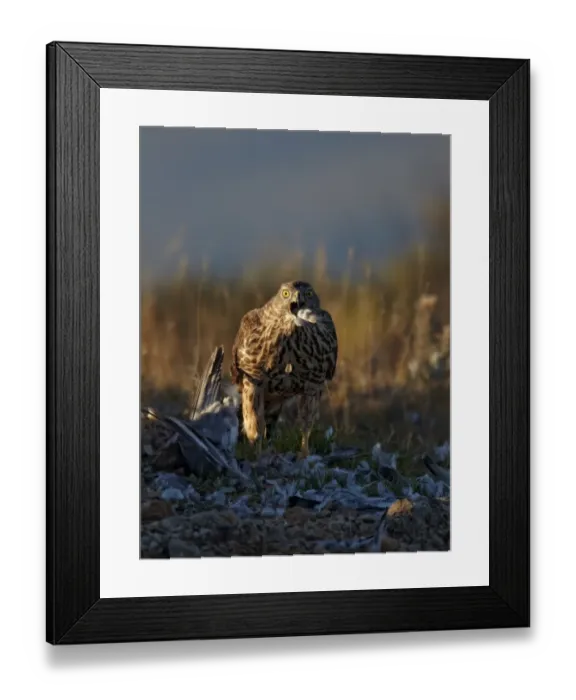 Framed Print : Northern Goshawk (Accipiter gentilis) immature, feeding on pigeon, Aragon, Spain Framed Print : Northern Goshawk (Accipiter gentilis) immature, feeding on pigeon, Aragon, Spain