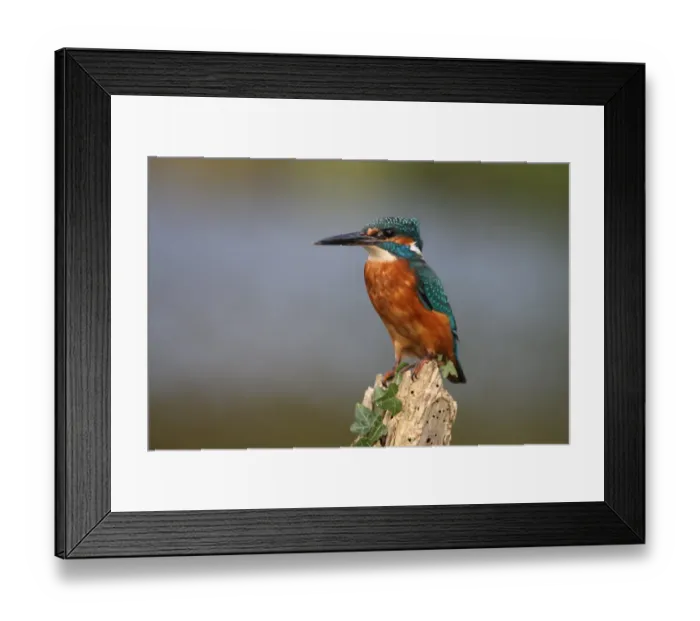 Framed Print : Common Kingfisher (Alcedo atthis) adult, perched on post with ivy, Worcestershire, England, october