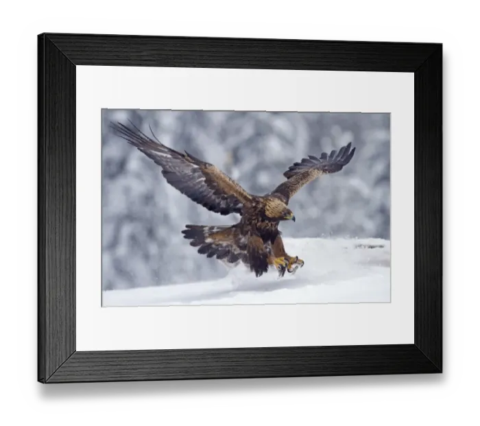 Framed Print : Golden Eagle (Aquila chrysaetos) adult, in flight, landing on snow, Finland, february