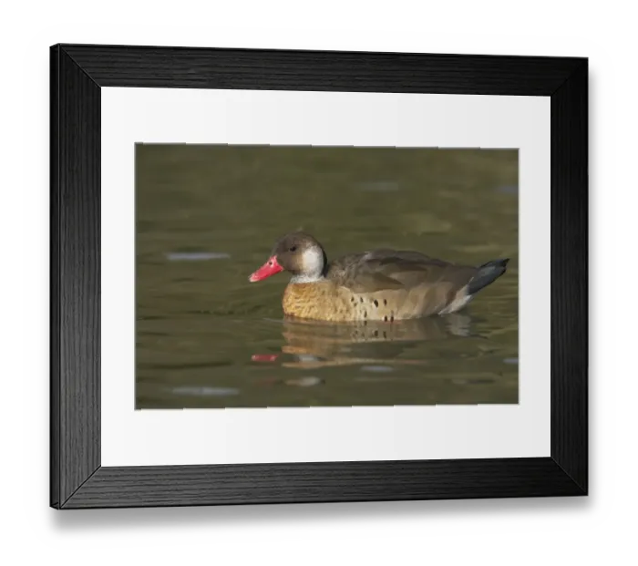 Framed Print : Brazilian Teal (Amazonetta brasiliensis) adult male, swimming, Arundel W. W. T. (captive) Framed Print : Brazilian Teal (Amazonetta brasiliensis) adult male, swimming, Arundel W. W. T. (captive)
