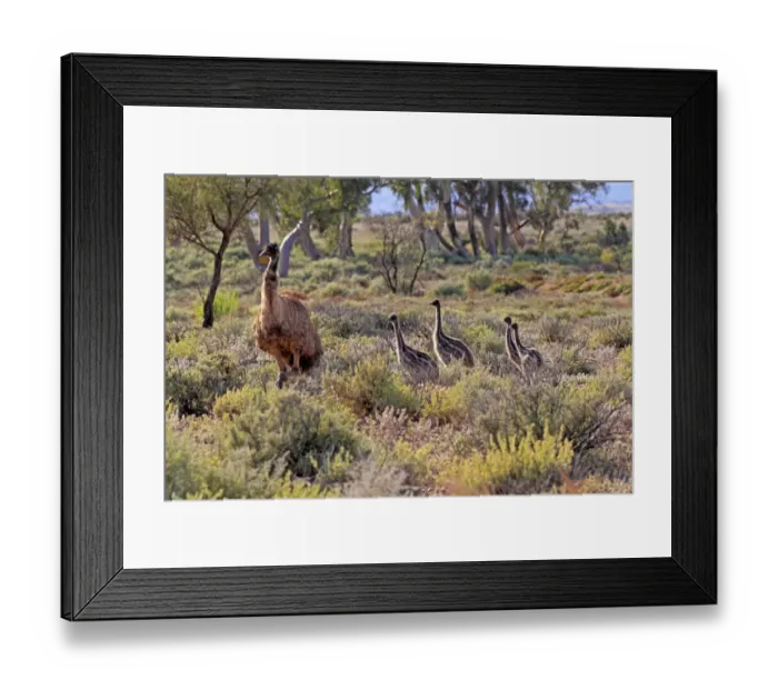 Framed Print : Emu (Dromaius novaehollandiae) adult male with chicks, standing in vegetation, New South Wales, Australia Framed Print : Emu (Dromaius novaehollandiae) adult male with chicks, standing in vegetation, New South Wales, Australia