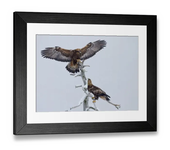 Framed Print : Golden Eagle (Aquila chrysaetos) adult pair, landing and perched on snow covered standing dead tree, Finland, february