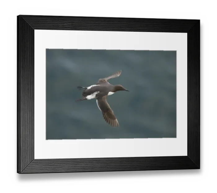 Framed Print : Common Guillemot (Uria aalge) adult, in flight over sea, Fowlsheugh RSPB Reserve, Kincardineshire, Grampian, Scotland Framed Print : Common Guillemot (Uria aalge) adult, in flight over sea, Fowlsheugh RSPB Reserve, Kincardineshire, Grampian, Scotland
