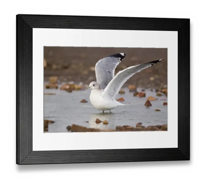 Framed Print : Common Gull (Larus canus) adult, winter plumage, flapping wings after bathing, Suffolk, England, february Framed Print : Common Gull (Larus canus) adult, winter plumage, flapping wings after bathing, Suffolk, England, february